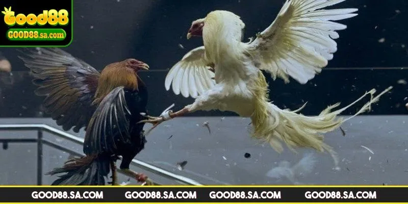 Ưu điểm vượt trội khi tham gia chơi ở trường gà Savan